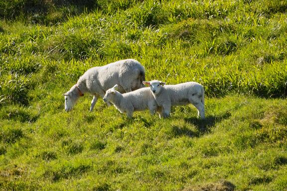 IMG24364 ovce na svazich Mulstotinden